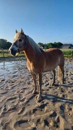 Haflinger, Dieren en Toebehoren, Ophalen of Verzenden, Rijden