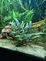 Diverse soorten aquariumplanten en stekjes, Ophalen, Nieuw, Plant(en), Steen of Hout