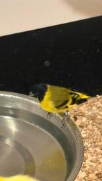 Man zwartkosijs, Dieren en Toebehoren, Vogels | Kanaries, Mannelijk