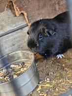 Gecastreerde mannetjes cavia beer zwart met wit pootje, Dieren en Toebehoren, Knaagdieren, Juli, Mannelijk, Cavia