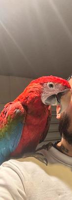 Papagaai gezocht!, Dieren en Toebehoren, Vogels | Parkieten en Papegaaien, Meerdere dieren, Papegaai