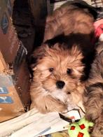 bolonka zwetna  x  shih-tzu puppies, Parvo, 8 tot 15 weken, Meerdere, Meerdere dieren