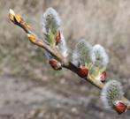 Salix caprea, Boswilg, wilgenboom, Wilg, Tuin en Terras, Bolboom, Halfschaduw, Ophalen of Verzenden, Lente