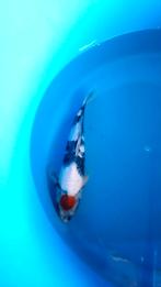 HQ Handpick Tosai Japanesekoi 20/35 cm, Karper of Koi