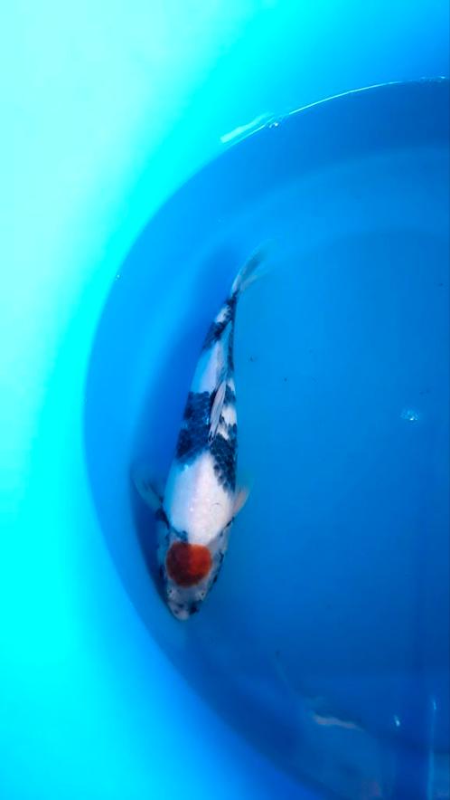 HQ Handpick Tosai Japanesekoi 20/35 cm, Dieren en Toebehoren, Vissen | Vijvervissen, Karper of Koi