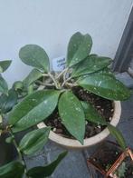 Hoya Carnosa in Okergele Pot, Huis en Inrichting, Ophalen, Overige soorten, Halfschaduw, In pot