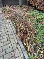 Wilgen takken, Ophalen, Overige soorten, Volle zon