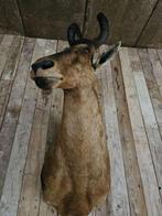 opgezette rode hartebeest ``WOONWINKEL RUSTIEK``, Verzamelen, Ophalen, Gebruikt, Wild dier, Opgezet dier