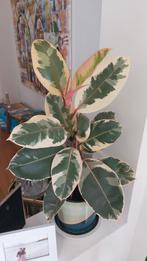 Ficus Elastica Tineke - Prachtige Kamerplant, Ophalen, Ficus, Halfschaduw, In pot
