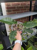 Philodendron Narrow, Ophalen of Verzenden, Halfschaduw, Minder dan 100 cm