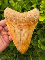 *15,2cm* Megalodon tand, Ophalen of Verzenden, Fossiel