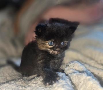 Main coon x ragdoll kittens beschikbaar voor biedingen