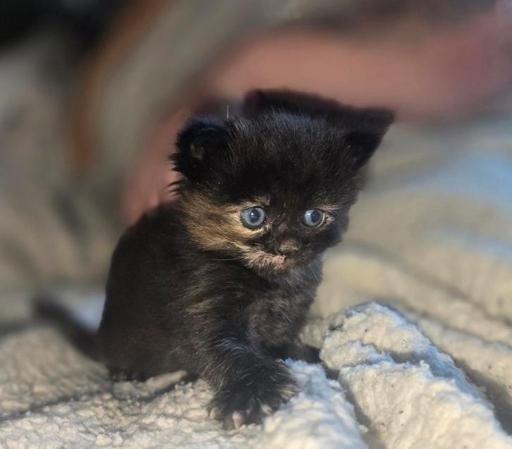 Main coon x ragdoll kittens, Dieren en Toebehoren, Katten en Kittens | Raskatten | Langhaar, Geslacht onbekend, 0 tot 2 jaar, Ontwormd