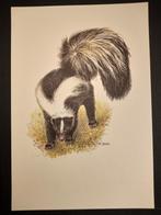 Gestreepte Skunk, Verzamelen, Verzenden, 1980 tot heden, Zo goed als nieuw, Dier