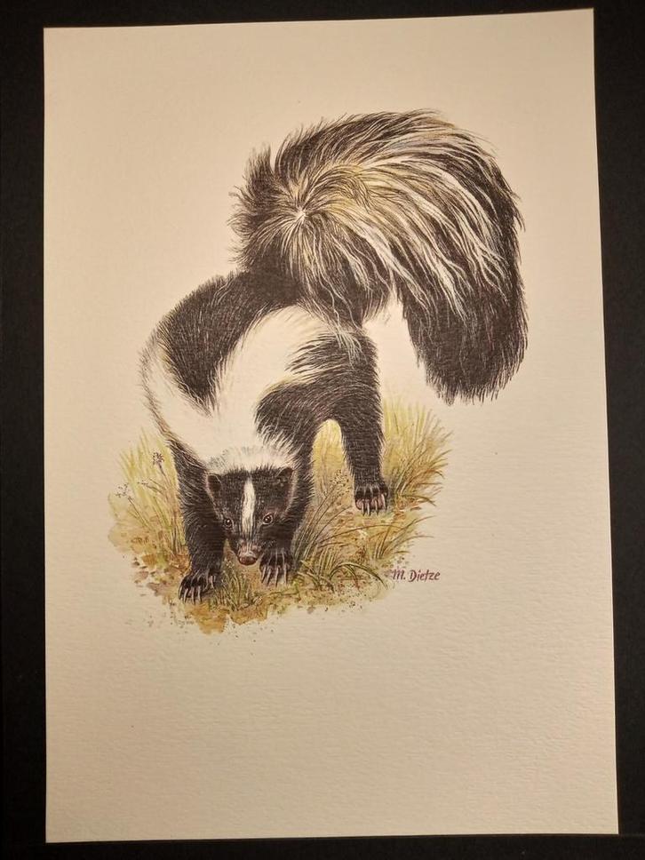 Gestreepte Skunk, Verzamelen, Foto's en Prenten, Zo goed als nieuw, Prent, Dier, 1980 tot heden, Verzenden