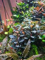 Bucephalandra stekken, Dieren en Toebehoren, Vissen | Aquaria en Toebehoren, Nieuw, Plant(en), Steen of Hout, Ophalen of Verzenden