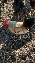 Diverse jonge haantjes Sarama en kruising Friese Pel, Dieren en Toebehoren, Pluimvee, Mannelijk, Kip