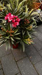 Nerium Oleander roze Splendens Gigantum, Ophalen, Zomer, Overige soorten, Volle zon