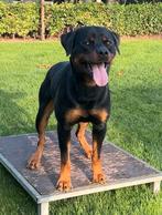 Rottweiler Stamboom Dekreu Getest & Bewezen + Dekgarantie!, Reu, CDV (hondenziekte), 1 tot 2 jaar, Eén hond