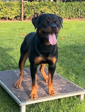 Rottweiler Stamboom Dekreu Getest & Bewezen + Dekgarantie! beschikbaar voor biedingen