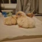 Wyandotte krielkuikens, Dieren en Toebehoren, Pluimvee