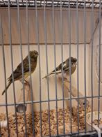 Kuifkanarie's, Meerdere dieren, Kleurkanarie