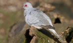 diamantduif, Mannelijk, Tropenvogel