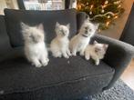 4 Lieve Ragdoll kittens (Blue point), Dieren en Toebehoren, Katten en Kittens | Raskatten | Langhaar, Meerdere dieren, Gechipt