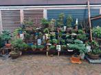 Bonsai: Pinus Azalea Wisteria Juniperus Esdoorn etc, Bloeit niet, Halfschaduw, Minder dan 100 cm, Overige soorten