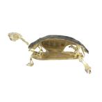Te koop: Skelet van een schildpad, Ophalen of Verzenden, Nieuw, Reptiel of Amfibie, Schedel