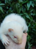 Albino fretjes..2 zusjes, Dieren en Toebehoren, Overige Dieren, Juni, Vrouwelijk