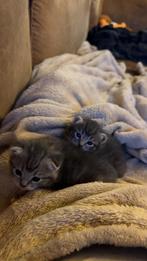 Lieve kittens zoeken een gouden mandje, Dieren en Toebehoren, Katten en Kittens | Raskatten | Korthaar, Meerdere dieren, Ontwormd