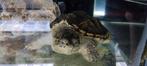 Prachtige bijtschildpadden, Chelydra serpentina 12/15 cm sch, Amfibie