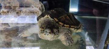 Prachtige bijtschildpadden, Chelydra serpentina 12/15 cm sch beschikbaar voor biedingen