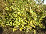 Beukenhaag Fagus sylvatica, Tuin en Terras, Planten | Struiken en Hagen, Ophalen, Beukenhaag, 100 tot 250 cm