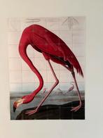 Ixxi flamingo van John James Audubon 160 x 120, Ophalen