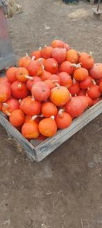 Pompoenen en sier kallebassen, Tuin en Terras, Tuinwanddecoratie, Ophalen, Nieuw