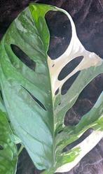 Monstera Adansonii Albo #2, Overige soorten, Minder dan 100 cm, Groene kamerplant, Halfschaduw
