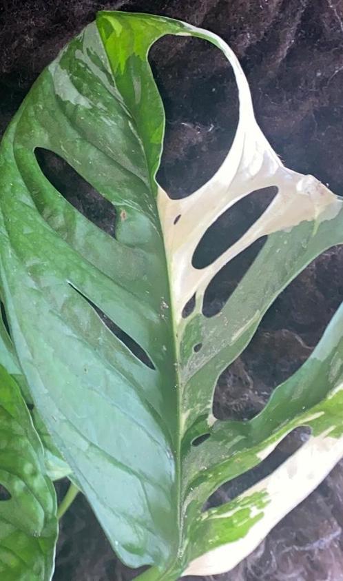 Monstera Adansonii Albo #2, Huis en Inrichting, Kamerplanten, Overige soorten, Minder dan 100 cm, Groene kamerplant, Halfschaduw