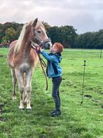 Superlieve 1,5 jarige haflinger ruin, Dieren en Toebehoren, Pony's, Ruin, D pony (1.37m tot 1.48m), Gechipt, 0 tot 2 jaar