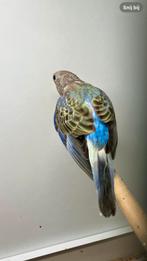 Bourke opaline blauwe selectie man, Dieren en Toebehoren, Vogels | Parkieten en Papegaaien, Mannelijk, Parkiet, Geringd
