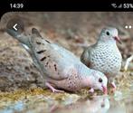 Musduiven, Dieren en Toebehoren, Vogels | Overige Vogels, Meerdere dieren, Tropenvogel, Geringd