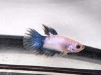 Betta man halfmoon, Dieren en Toebehoren, Vissen | Aquariumvissen, Vis