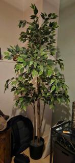 Kunstplant, Ophalen, Zo goed als nieuw