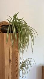 Graslelie in vintage pot, Huis en Inrichting, Kamerplanten, Ophalen of Verzenden, Overige soorten, Minder dan 100 cm