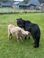 Lieve mooie drachtige shetlander merrie, Merrie, A pony (tot 1.17m)
