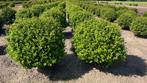 Ilex crenata caroline upright bolvormen | groenblijvend, Tuin en Terras, Planten | Struiken en Hagen, Ophalen of Verzenden, Minder dan 100 cm