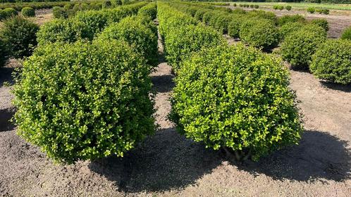 Ilex crenata caroline upright bolvormen | groenblijvend, Tuin en Terras, Planten | Struiken en Hagen, Minder dan 100 cm, Ophalen of Verzenden