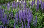 Leliegras 'Liriope muscari Moneymaker' met staffelkorting, Vaste plant, Siergrassen, Ophalen of Verzenden, Halfschaduw