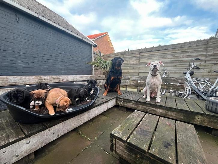 Kruising tussen rottweiler en argentijnse dog, Dieren en Toebehoren, Honden | Bulldogs, Pinschers en Molossers, Reu, Rottweiler